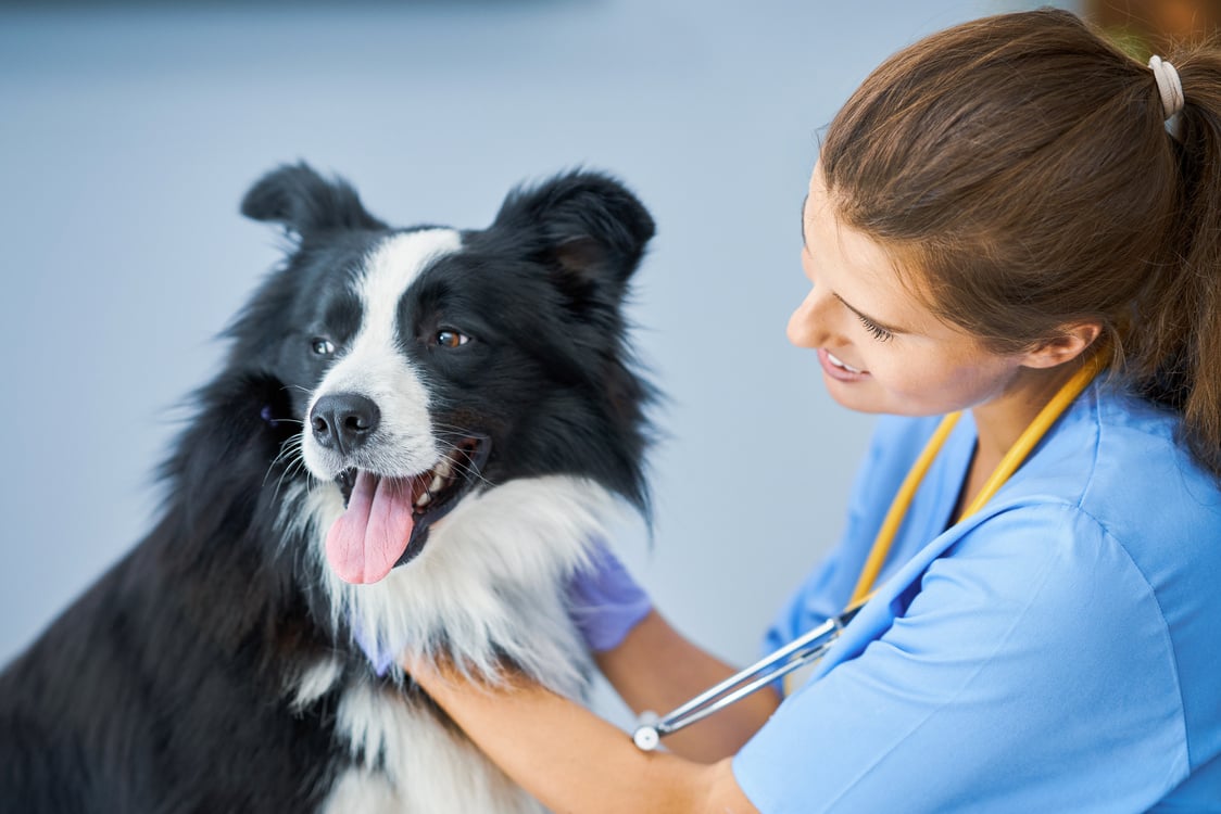 Female Vet Examining a Dog in Clinic