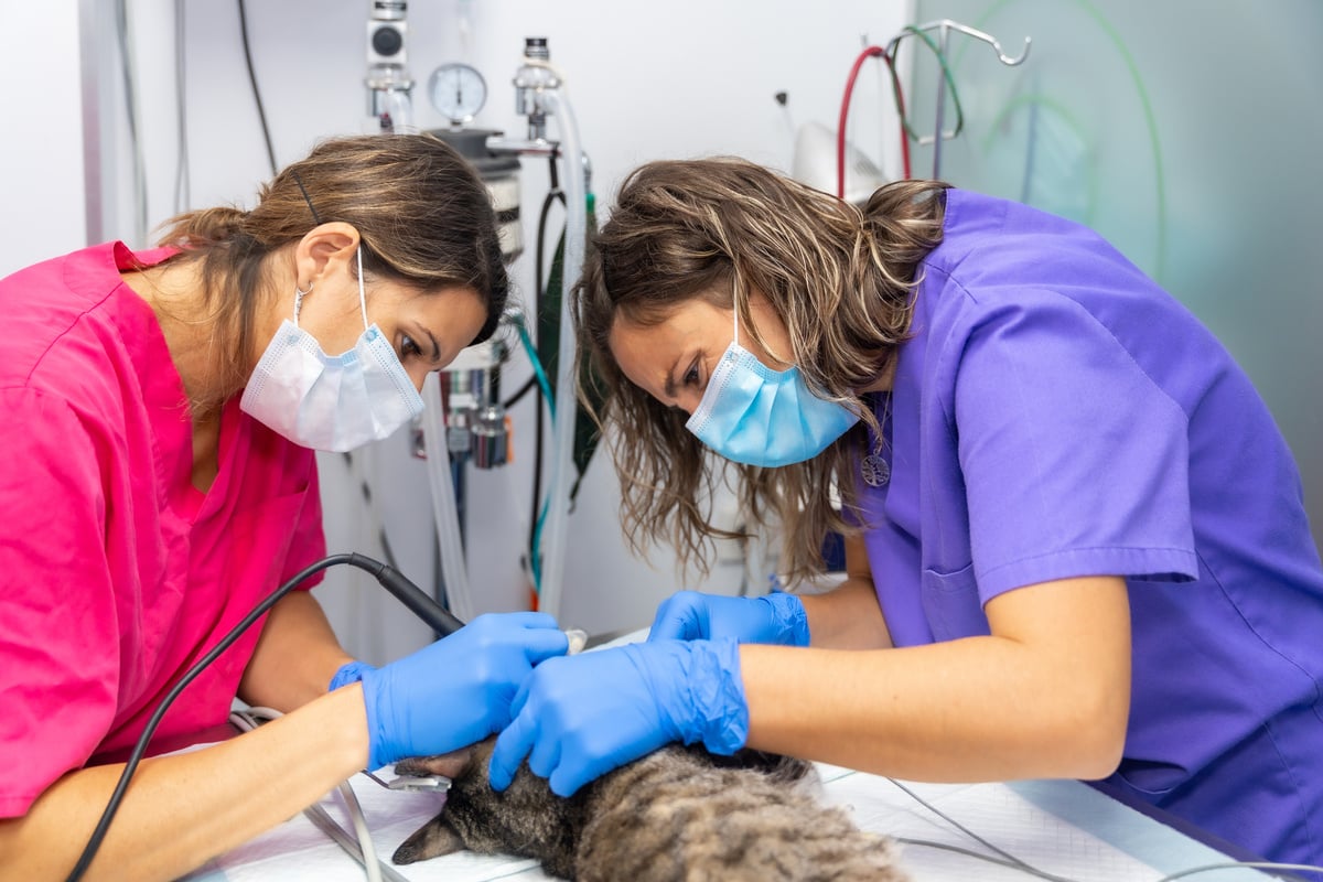 Veterinary clinic, operation on a cat, veterinary and veterinary assistant in the mouth operation